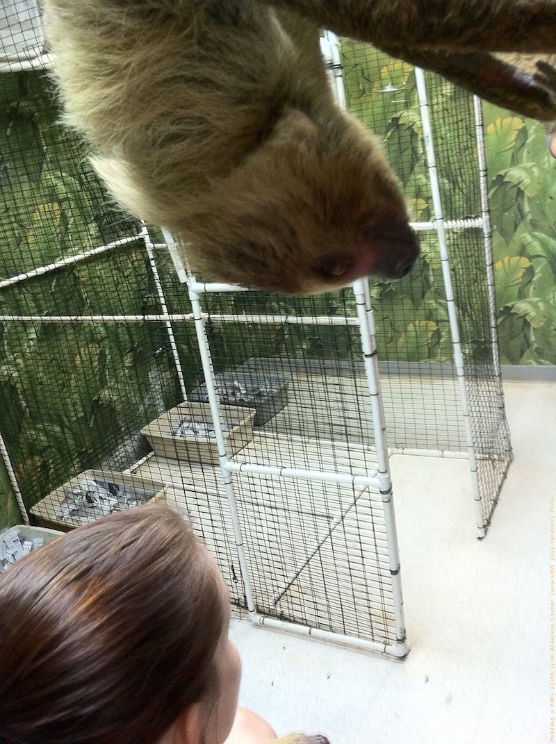 Holding a Baby Sloth from Anderson Cooper - Photos - Lelu Love - Personal  Porn